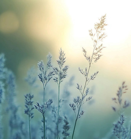 Pure Nature, Pure Skin