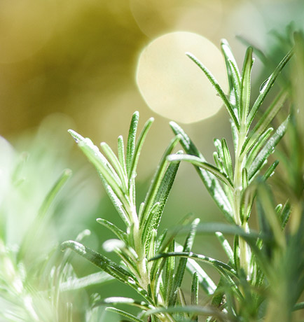 Nature's Touch, Honest Care